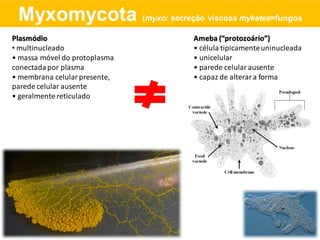 Plasmódio
• multinucleado
• massa móvel do protoplasma
conectadapor plasma
• membrana celularpresente,
parede celular ausente
• geralmente reticulado
Ameba (“protozoário”)
• célula tipicamenteuninucleada
• unicelular
• parede celularausente
• capaz de alterara forma
Myxomycota (myxo: secreção viscosa myketes=fungos
 