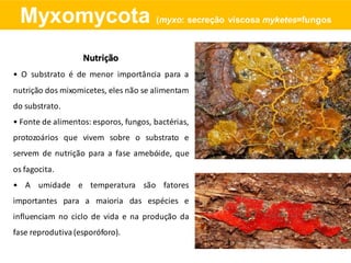 Nutrição
• O substrato é de menor importância para a
nutrição dos mixomicetes, eles não se alimentam
do substrato.
• Fonte de alimentos: esporos, fungos, bactérias,
protozoários que vivem sobre o substrato e
servem de nutrição para a fase amebóide, que
os fagocita.
• A umidade e temperatura são fatores
importantes para a maioria das espécies e
influenciam no ciclo de vida e na produção da
fase reprodutiva(esporóforo).
Myxomycota (myxo: secreção viscosa myketes=fungos
 