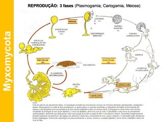 Myxomycota REPRODUÇÃO: 3 fases (Plasmogamia, Cariogamia, Meiose)
 
