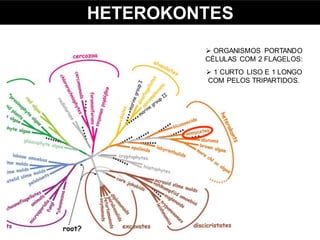 HETEROKONTES
 ORGANISMOS PORTANDO
CÉLULAS COM 2 FLAGELOS:
 1 CURTO LISO E 1 LONGO
COM PELOS TRIPARTIDOS.
 