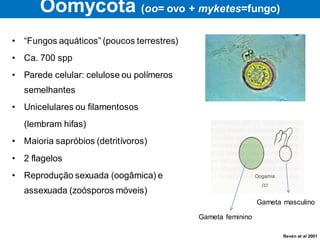 • “Fungos aquáticos” (poucos terrestres)
• Ca. 700 spp
• Parede celular: celulose ou polímeros
semelhantes
• Unicelulares ou filamentosos
(lembram hifas)
• Maioria sapróbios (detritívoros)
• 2 flagelos
• Reprodução sexuada (oogâmica) e
assexuada (zoósporos móveis)
Oomycota (oo= ovo + myketes=fungo)
Raven et al 2001
Gameta feminino
Gameta masculino
 