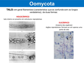 TALO: em geral filamentoso (característica que os confunde com os fungos
verdadeiros), de duas formas:
HOLOCÁRPICO
talo inteiro se converte em estruturas reprodutivas
EUCÁRPICO
(maioria das espécies)
órgãos reprodutivos formam-se em apenas uma
parte do talo
Oomycota
 