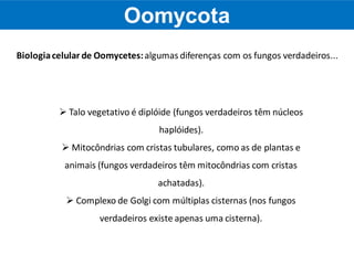  Talo vegetativo é diplóide (fungos verdadeiros têm núcleos
haplóides).
 Mitocôndrias com cristas tubulares, como as de plantas e
animais (fungos verdadeiros têm mitocôndrias com cristas
achatadas).
 Complexo de Golgi com múltiplas cisternas (nos fungos
verdadeiros existe apenas uma cisterna).
Biologiacelular de Oomycetes:algumas diferenças com os fungos verdadeiros...
Oomycota
 