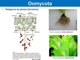 • Patógenos de plantas (terrestres)
Foto:F.R.BaptistaFoto:J.G.Töfoli
Folhas necrosadas por Bremia lactucae
Raízes necrosadas por Pythium dissotocum
EpidermeZoósporos
Raven et al 2001
Oomycota
 