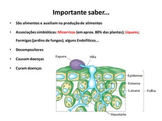 Importante saber...
• São alimentos e auxiliam na produçãode alimentos
• Associaçõessimbióticas: Micorrizas (emaprox. 80% das plantas); Líquens;
Formigas(jardins de fungos); alguns Endofíticos...
• Decompositores
• Causam doenças
• Curam doenças
 