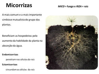 Micorrizas
A mais comum e a mais importante
simbiose mutualista do grupo das
plantas.
Beneficiam as hospedeiras pelo
aumento da habilidade da planta na
absorção da água.
Endomicorrizas
penetram nas células da raiz
Ectomicorrizas
circundam as células da raiz
MICO = fungo e RIZA = raiz
 