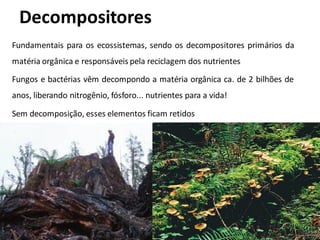 Decompositores
Fundamentais para os ecossistemas, sendo os decompositores primários da
matéria orgânica e responsáveis pela reciclagem dos nutrientes
Fungos e bactérias vêm decompondo a matéria orgânica ca. de 2 bilhões de
anos, liberando nitrogênio, fósforo... nutrientes para a vida!
Sem decomposição, esses elementos ficam retidos
 