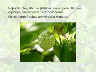 Hojas Simples, alternas (dísticas) sin estípulas. Rara vez
espirales, con nerviación craspedódroma.
Flores Hermafroditas con verticilos trímeros.



 
