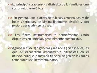  La principal característica distintiva de la familia es que
son plantas aromáticas.



 En general, son plantas herbáceas, arrosetadas, y de
hojas alternadas, de lámina finamente dividida y con
pecíolo abrazador en la base.


Las flores actinomorfas y hermafroditas están
dispuestas en umbelas, generalmente compuestas.

 Agrupa más de 250 géneros y más de 2.500 especies, las
que se encuentran ampliamente difundidas en el
mundo, aunque la mayoría tiene su origen en las zonas
temperadas del hemisferio norte.

 