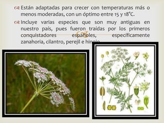  Están adaptadas para crecer con temperaturas más o
menos moderadas, con un óptimo entre 15 y 18°C.
 Incluye varias especies que son muy antiguas en
nuestro país, pues fueron traídas por los primeros
conquistadores
españoles,
específicamente
zanahoria, cilantro, perejil e hinojo.



 