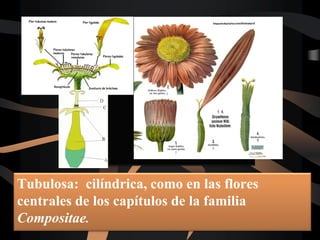 Tubulosa: cilíndrica, como en las flores
centrales de los capítulos de la familia
Compositae.
 