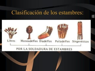 Clasificación de los estambres:
 