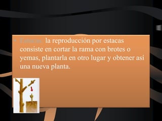 • Estacas: la reproducción por estacas
consiste en cortar la rama con brotes o
yemas, plantarla en otro lugar y obtener así
una nueva planta.
 