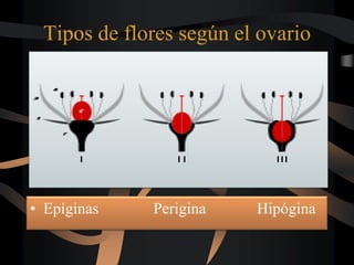 Tipos de flores según el ovario
• Epíginas Perigina Hipógina
 