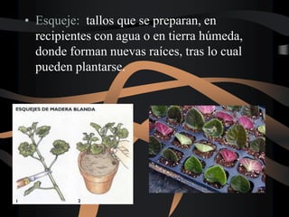• Esqueje: tallos que se preparan, en
recipientes con agua o en tierra húmeda,
donde forman nuevas raíces, tras lo cual
pueden plantarse.
 