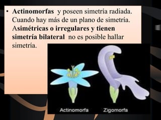 • Actinomorfas y poseen simetría radiada.
Cuando hay más de un plano de simetría.
Asimétricas o irregulares y tienen
simetría bilateral no es posible hallar
simetría.
 