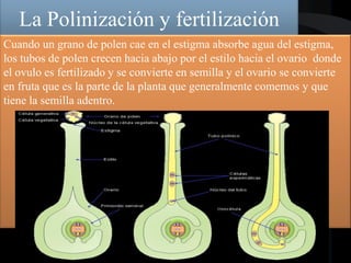 La Polinización y fertilización
Cuando un grano de polen cae en el estigma absorbe agua del estigma,
los tubos de polen crecen hacia abajo por el estilo hacia el ovario donde
el ovulo es fertilizado y se convierte en semilla y el ovario se convierte
en fruta que es la parte de la planta que generalmente comemos y que
tiene la semilla adentro.
 