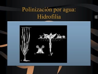 Polinización por agua:
Hidrofilia
 