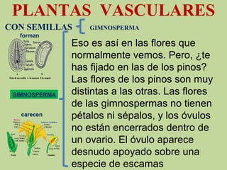 PLANTAS VASCULARES
CON SEMILLAS GIMNOSPERMA
GIMNOSPERMA
forman
carecen
Eso es así en las flores que 
normalmente vemos. Pero, ¿te 
has fijado en las de los pinos? 
Las flores de los pinos son muy 
distintas a las otras. Las flores 
de las gimnospermas no tienen 
pétalos ni sépalos, y los óvulos 
no están encerrados dentro de 
un ovario. El óvulo aparece 
desnudo apoyado sobre una 
especie de escamas
 