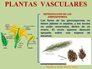 PLANTAS VASCULARES
Las flores de las gimnospermas no
tienen pétalos ni sépalos, y los óvulos
no están encerrados dentro de un
ovario. El óvulo aparece desnudo
apoyado sobre una especie de
escamas.
REPRODUCCIÓN DE LAS
GIMNOSPERMAS
Hojas y piña de un pino
 