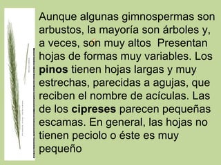 Aunque algunas gimnospermas son 
arbustos, la mayoría son árboles y, 
a veces, son muy altos  Presentan 
hojas de formas muy variables. Los 
pinos tienen hojas largas y muy 
estrechas, parecidas a agujas, que 
reciben el nombre de acículas. Las 
de los cipreses parecen pequeñas 
escamas. En general, las hojas no 
tienen peciolo o éste es muy 
pequeño
 