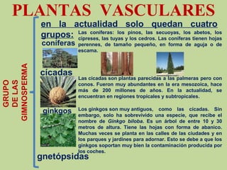 PLANTAS VASCULARES
GIMNOSPERMA
GRUPO
DELAS
en la actualidad solo quedan cuatro
grupos:
coníferas
cícadas
gnetópsidas
ginkgos
Las coníferas: los pinos, las secuoyas, los abetos, los
cipreses, las tuyas y los cedros. Las coníferas tienen hojas
perennes, de tamaño pequeño, en forma de aguja o de
escama.
Las cícadas son plantas parecidas a las palmeras pero con
conos. Fueron muy abundantes en la era mesozoica, hace
más de 200 millones de años. En la actualidad, se
encuentran en regiones tropicales y subtropicales.
Los ginkgos son muy antiguos, como las cícadas. Sin
embargo, solo ha sobrevivido una especie, que recibe el
nombre de Ginkgo biloba. Es un árbol de entre 10 y 30
metros de altura. Tiene las hojas con forma de abanico.
Muchas veces se planta en las calles de las ciudades y en
los parques y jardines para adornar. Esto se debe a que los
ginkgos soportan muy bien la contaminación producida por
los coches.
 
