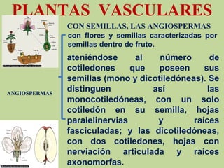 PLANTAS VASCULARES
CON SEMILLAS, LAS ANGIOSPERMAS
ANGIOSPERMAS
con flores y semillas caracterizadas por
semillas dentro de fruto.
ateniéndose al número de
cotiledones que poseen sus
semillas (mono y dicotiledóneas). Se
distinguen así las
monocotiledóneas, con un solo
cotiledón en su semilla, hojas
paralelinervias y raíces
fasciculadas; y las dicotiledóneas,
con dos cotiledones, hojas con
nerviación articulada y raíces
axonomorfas.
 