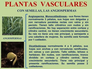 PLANTAS VASCULARES
CON SEMILLAS, LAS ANGIOSPERMAS
ANGIOSPERMAS
Angiosperma Monocotiledóneas.- sus flores tienen
normalmente 3 pétalos, sus hojas son delgadas y
con nervadura paralelas rectas con vaina y sin
peciolo. Tienen tallo cilíndrico con nudos y sin
ramificaciones. No hay separación entre corteza y
cilindro central, no tienen crecimiento secundario.
Su raíz no tiene una raíz principal, y semejante a
una cabellera de mujeres. Su semilla está formada
por 1 cotiledón.
Dicotiledóneas normalmente 4 a 5 pétalos, sus
hojas son anchas y con nervaduras ramificadas,
sin vainas y con pecíolo. Tallo sólido, leñoso o
herbáceo. Sin nudos, con ramificaciones, tronco
dividido en corteza y cilindro central, tiene
crecimiento secundario. Tiene raíz principal y
presenta ramificaciones. Su semilla posee 2
cotiledones.
 