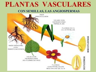 PLANTAS VASCULARES
CON SEMILLAS, LAS ANGIOSPERMAS
 