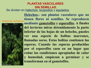Se dividen en helechos, licopodios y equisetos.
PLANTAS VASCULARES
SIN SEMILLAS.
Helechos.- son plantas vasculares que no
tienen flores ni semillas. Se reproducen
mediante gametofito y esporofito. A finales
del invierno miras detenidamente la parte
inferior de las hojas de un helecho, puedes
ver una especie de bolitas marrones,
llamadas soros. Estas bolitas contienen las
esporas. Cuando las esporas producidas
por el esporofito caen en un lugar que
reúne las condiciones apropiadas de calor
y humedad, empiezan a germinar y se
transforman en el gametofito.
Helecho arbóreo
 