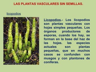 licopodios
LAS PLANTAS VASCULARES SIN SEMILLAS.
Licopodios.- Los licopodios
son plantas vasculares con
hojas simples pequeñas. Los
órganos productores de
esporas, cuando los hay, se
forman en la base del haz de
las hojas. las especies
actuales son plantas
pequeñas, que en muchos
casos se confunden con
musgos y con plantones de
coníferas.
 