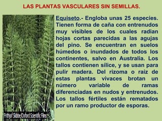 LAS PLANTAS VASCULARES SIN SEMILLAS.
Equiseto.- Engloba unas 25 especies.
Tienen forma de caña con entrenudos
muy visibles de los cuales radian
hojas cortas parecidas a las agujas
del pino. Se encuentran en suelos
húmedos o inundados de todos los
continentes, salvo en Australia. Los
tallos contienen sílice, y se usan para
pulir madera. Del rizoma o raíz de
estas plantas vivaces brotan un
número variable de ramas
diferenciadas en nudos y entrenudos.
Los tallos fértiles están rematados
por un ramo productor de esporas.
 