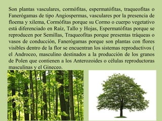 Son plantas vasculares, cormófitas, espermatófitas, traqueofitas o
Fanerógamas de tipo Angiospermas, vasculares por la presencia de
floema y xilema, Cormófitas porque su Cormo o cuerpo vegetativo
está diferenciado en Raíz, Tallo y Hojas, Espermatófitas porque se
reproducen por Semillas, Traqueofitas porque presentas tráqueas o
vasos de conducción, Fanerógamas porque son plantas con flores
visibles dentro de la flor se encuentran los sistemas reproductivos (
el Androceo, masculino destinados a la producción de los granos
de Polen que contienen a los Anterozoides o células reproductoras
masculinas y el Gineceo.
 