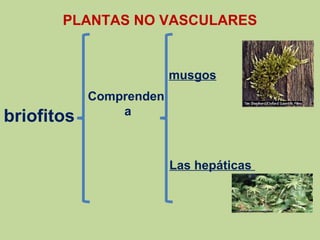 PLANTAS NO VASCULARES
briofitos
Comprenden
a
musgos
Las hepáticas
 