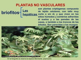 PLANTAS NO VASCULARES
briofitos
Las
hepáticas
son plantas criptógamas compuesta
de tejido celulares, con tallo muy
corto o sin él, y que viven en los
sitios húmedos y sombríos adheridas
al suelos y a las paredes de las
casas, o también a los troncos de los
árboles. Son parecidas a los musgos
En la fotografía se observa la especie Marchantia polymorpha.
 