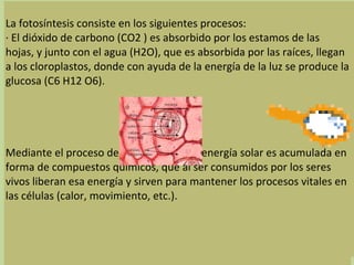 La Fotosíntesis
La fotosíntesis consiste en los siguientes procesos:
· El dióxido de carbono (CO2 ) es absorbido por los estamos de las
hojas, y junto con el agua (H2O), que es absorbida por las raíces, llegan
a los cloroplastos, donde con ayuda de la energía de la luz se produce la
glucosa (C6 H12 O6).
Mediante el proceso de la fotosíntesis la energía solar es acumulada en
forma de compuestos químicos, que al ser consumidos por los seres
vivos liberan esa energía y sirven para mantener los procesos vitales en
las células (calor, movimiento, etc.).
 
