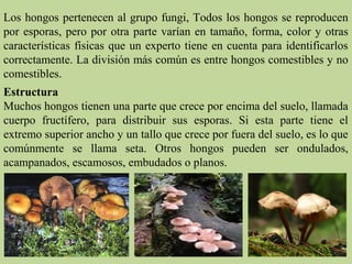 Los hongos pertenecen al grupo fungi, Todos los hongos se reproducen
por esporas, pero por otra parte varían en tamaño, forma, color y otras
características físicas que un experto tiene en cuenta para identificarlos
correctamente. La división más común es entre hongos comestibles y no
comestibles.
Estructura
Muchos hongos tienen una parte que crece por encima del suelo, llamada
cuerpo fructífero, para distribuir sus esporas. Si esta parte tiene el
extremo superior ancho y un tallo que crece por fuera del suelo, es lo que
comúnmente se llama seta. Otros hongos pueden ser ondulados,
acampanados, escamosos, embudados o planos.
 