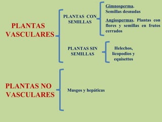 PLANTAS
VASCULARES
PLANTAS NO
VASCULARES
PLANTAS CON
SEMILLAS
PLANTAS SIN
SEMILLAS
Gimnosperma.
Semillas desnudas
Angiospermas. Plantas con
flores y semillas en frutos
cerrados
Helechos,
licopodios y
equisettos
Musgos y hepáticas
 