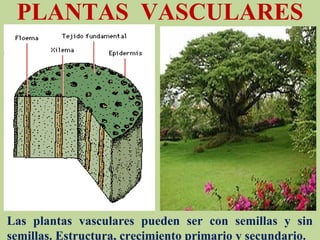 PLANTAS VASCULARES
Las plantas vasculares pueden ser con semillas y sin
semillas. Estructura, crecimiento primario y secundario.
 