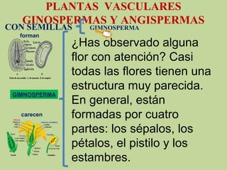 PLANTAS VASCULARES
GINOSPERMAS Y ANGISPERMAS
CON SEMILLAS GIMNOSPERMA
GIMNOSPERMA
forman
carecen
¿Has observado alguna 
flor con atención? Casi 
todas las flores tienen una 
estructura muy parecida. 
En general, están 
formadas por cuatro 
partes: los sépalos, los 
pétalos, el pistilo y los 
estambres. 
 