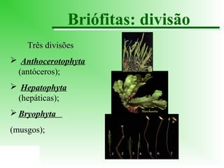 Briófitas: divisão
Três divisões
 Anthocerotophyta
(antóceros);
 Hepatophyta
(hepáticas);
 Bryophyta
(musgos);

 