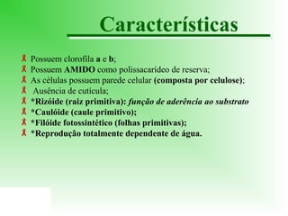 Características
 Possuem clorofila a e b;
 Possuem AMIDO como polissacarídeo de reserva;
 As células possuem parede celular (composta por celulose);
 Ausência de cutícula;
 *Rizóide (raiz primitiva): função de aderência ao substrato
 *Caulóide (caule primitivo);
 *Filóide fotossintético (folhas primitivas);
 *Reprodução totalmente dependente de água.

 