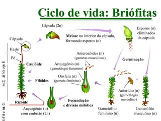 Ciclo de vida: Briófitas
Cápsula (2n)
Meiose no interior da cápsula,
formando esporos (n)

Cápsula
Haste

Anterozóides (n)

Pé
) n2( o i f ór ops E
t

Esporos (n)
eliminados
da cápsula

(gametas masculinos)

Caulóide

Germinação

Arquegônio (n)
(gametângio feminino)

Filóides

Oosfera (n)
(gameta feminino)

ti f ó e m G
t a

Anterídio (n)
Rizóide
Arquegônio (n)
com embrião (2n)

Fecundação
e divisão mitótica

(gametângio
masculino)

Gametófito
feminino (n)

Gametófito
masculino (n)

 