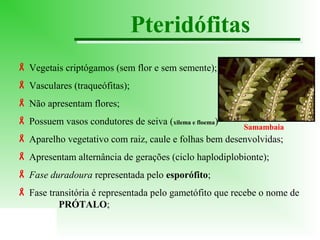 Pteridófitas
 Vegetais criptógamos (sem flor e sem semente);
 Vasculares (traqueófitas);
 Não apresentam flores;
 Possuem vasos condutores de seiva (xilema e floema)

Samambaia

 Aparelho vegetativo com raiz, caule e folhas bem desenvolvidas;
 Apresentam alternância de gerações (ciclo haplodiplobionte);
 Fase duradoura representada pelo esporófito;
 Fase transitória é representada pelo gametófito que recebe o nome de
PRÓTALO;

 
