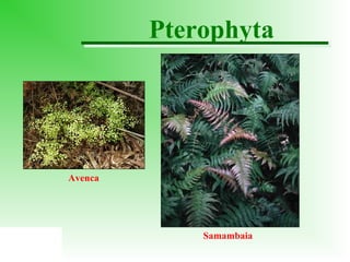 Pterophyta

Avenca

Samambaia

 