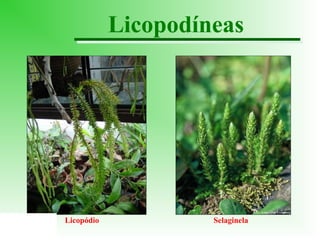 Licopodíneas

Licopódio

Selaginela

 
