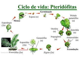 Ciclo de vida: Pteridófitas
Germinação
Prótalo
gametófito
(n)

Esporo (n)
Esporângio
(2n)

Meiose

Oosfera
(n)

Esporófito
(2n)

Gametófito
(n)

Arquegônio
(n)

Anterídio
(n)
Anterozóides
(n)

Fecundação
Esporófito (2n)

Zigoto (2n)

 