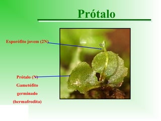 Prótalo
Esporófito jovem (2N)

Prótalo (N)
Gametófito
germinado
(hermafrodita)

 
