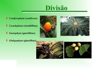 Divisão
 Coniferophyta (coníferas);
 Cycadophyta (cicadófitas);
 Gnetophyta (gnetófitas);
 Ginkgophyta (gincófitas);

 