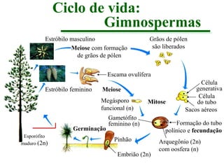 Ciclo de vida:
Gimnospermas
Estróbilo masculino
Meiose com formação
de grãos de pólen

Grãos de pólen
são liberados

Escama ovulífera
Estróbilo feminino

Meiose
Megásporo
funcional (n)

Germinação
Esporófito
maduro (2n)

Mitose

Gametófito
feminino (n)
Pinhão
Embrião (2n)

Célula
generativa
Célula
do tubo
Sacos aéreos

Formação do tubo
polínico e fecundação
Arquegônio (2n)
com oosfera (n)

 